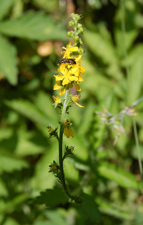 Image of Agrimonia pilosa specimen.