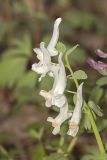 Corydalis solida. Соцветие. Саратов, Лысая гора, р-н Телевышки, на опоке. 12.04.2017.