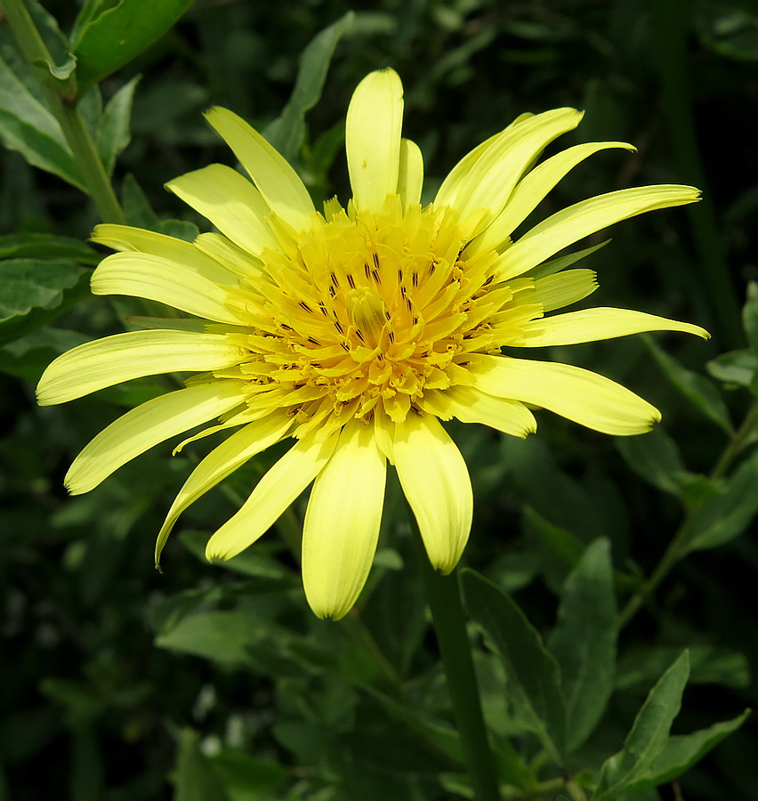 Image of genus Tragopogon specimen.