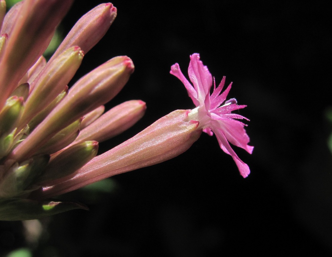 Image of Silene compacta specimen.