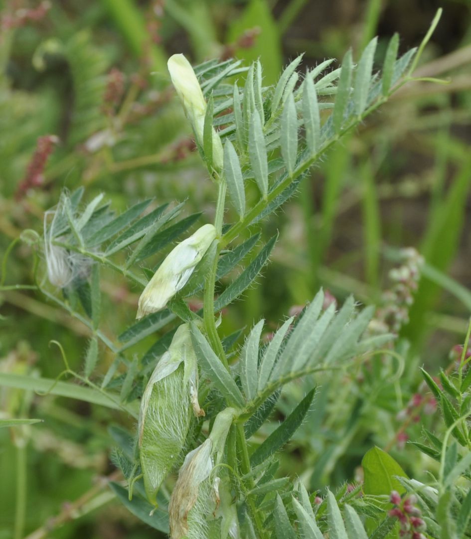 Image of Vicia lutea specimen.