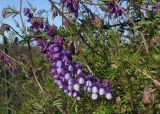 Vicia villosa subspecies ambigua. Соцветие. Италия, Фраскати, обочина дороги. 15.03.2017.