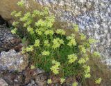 Saxifraga moschata