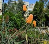 Banksia ashbyi. Верхушки веток с соцветиями. Израиль, Иудейские горы, г. Иерусалим, ботанический сад университета. 15.05.2017.