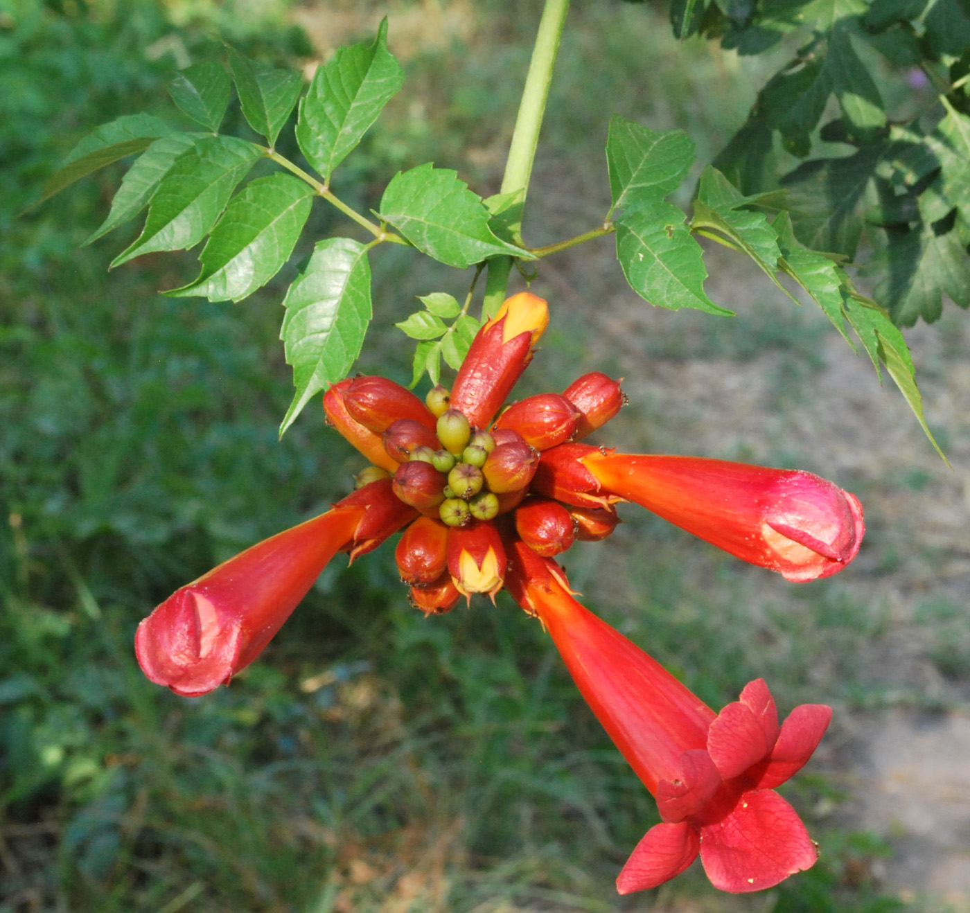 Image of Campsis radicans specimen.