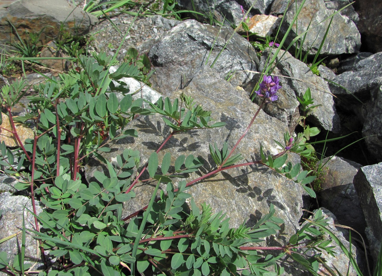 Image of Astragalus brachytropis specimen.