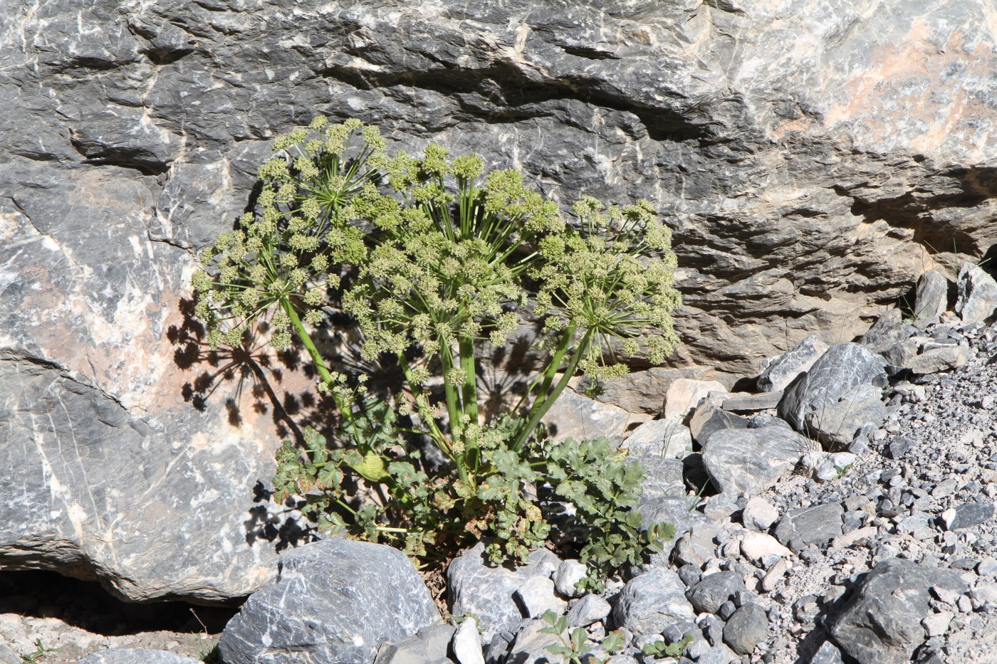 Изображение особи Archangelica brevicaulis.