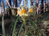 Linaria vulgaris. Соцветие. Ульяновск, Заволжский р-н, Парк им. 40-летия ВЛКСМ. 15.09.2017.