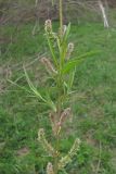 Salix rosmarinifolia. Часть ветви с женскими соцветиями. Горный Крым, Долгоруковская яйла, \"Долгоруковское болото\". 04.05.2017.