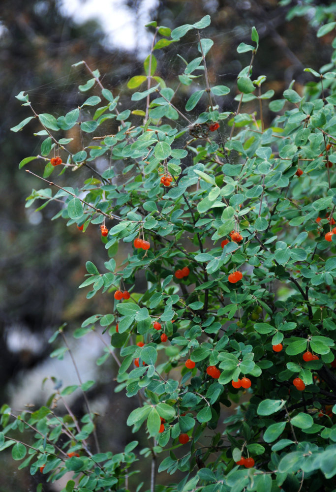 Image of Lonicera microphylla specimen.