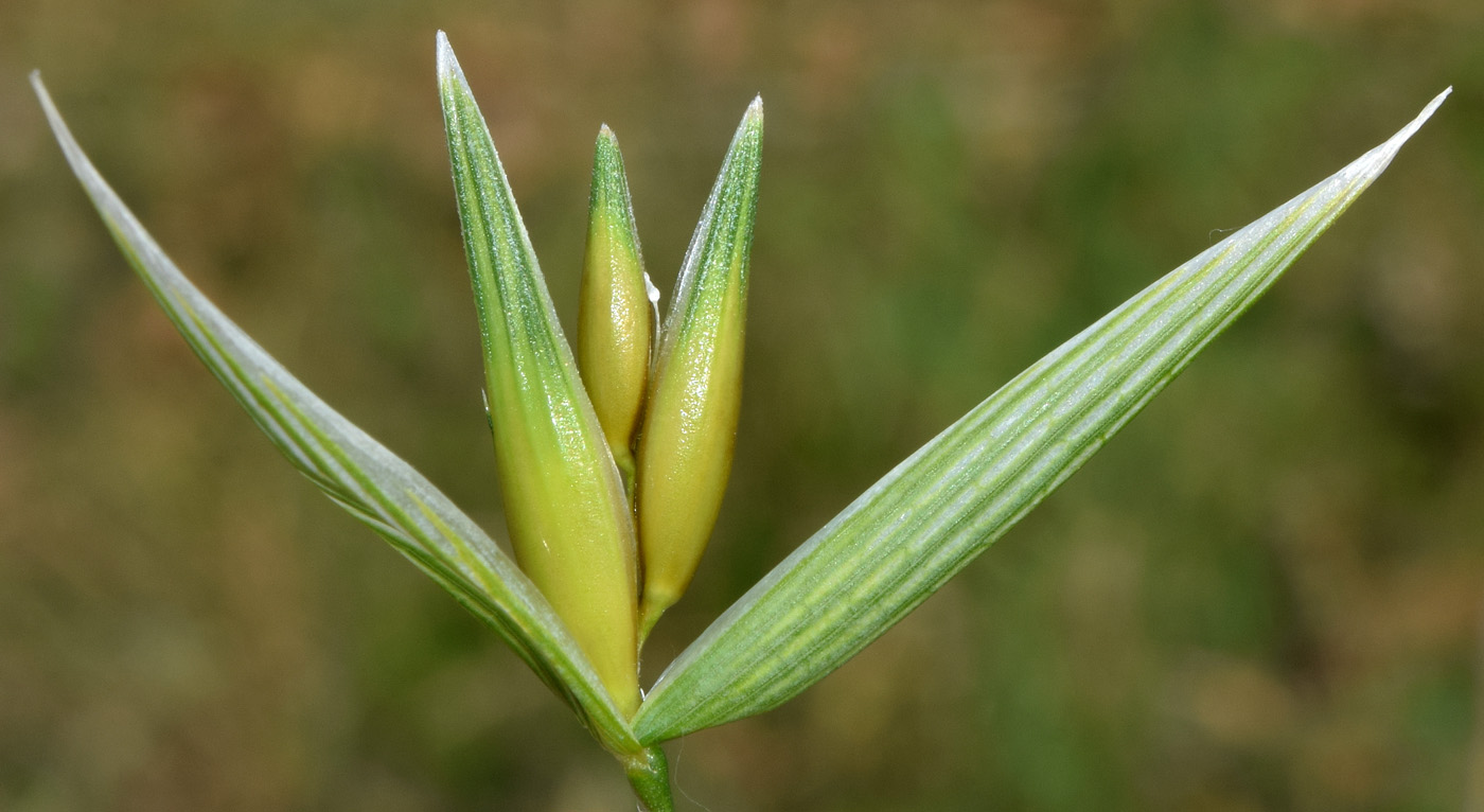 Изображение особи Avena sativa.