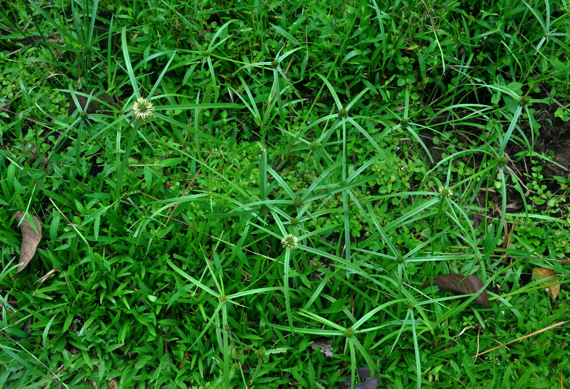 Image of Kyllinga polyphylla specimen.