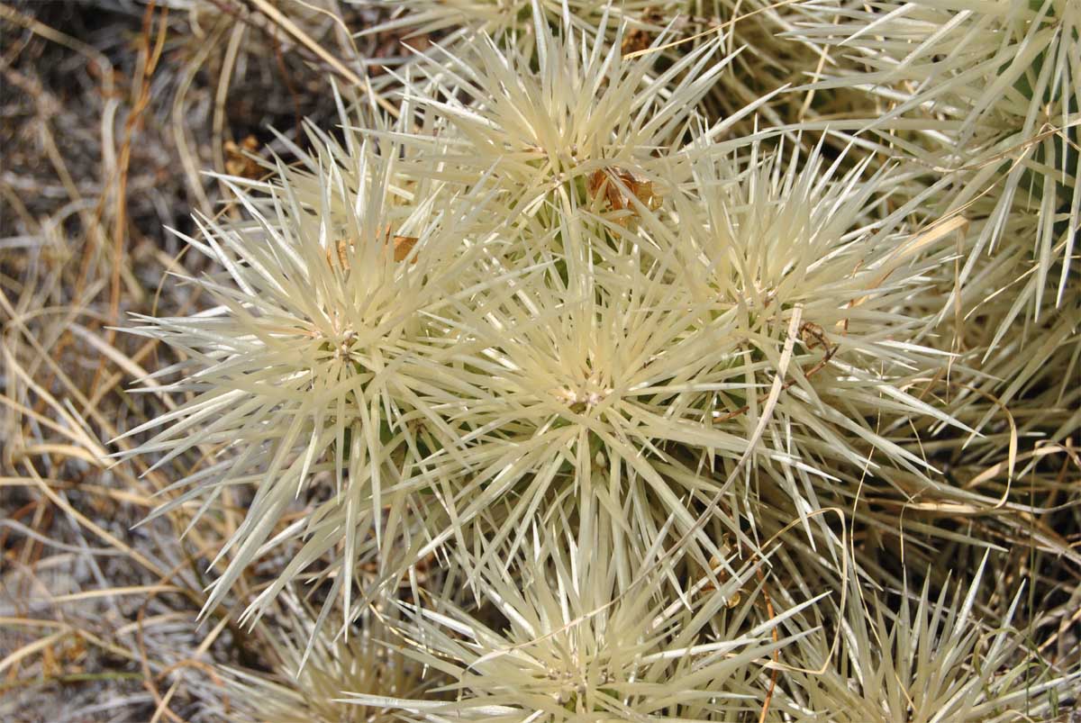 Изображение особи Cylindropuntia tunicata.