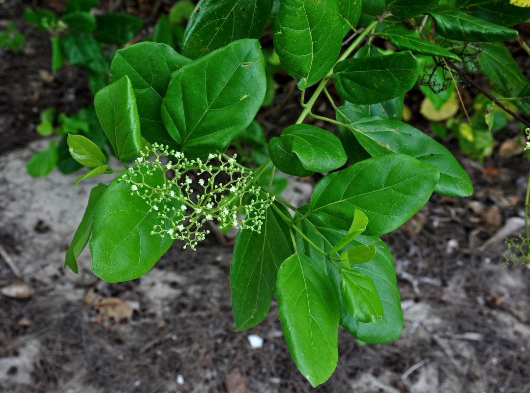 Image of Premna serratifolia specimen.