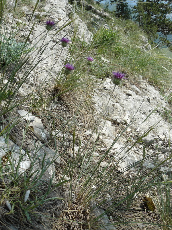 Image of Jurinea roegneri specimen.