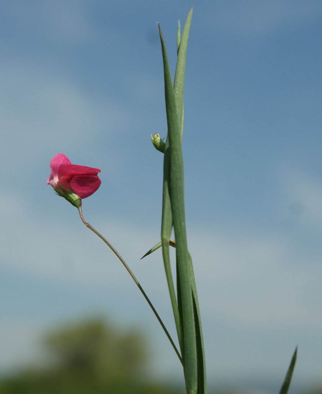 Image of Lathyrus nissolia specimen.