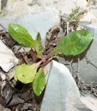 Taraxacum thracicum