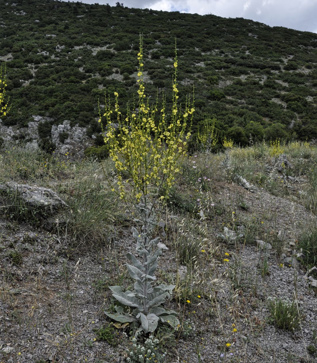 Image of Verbascum graecum specimen.