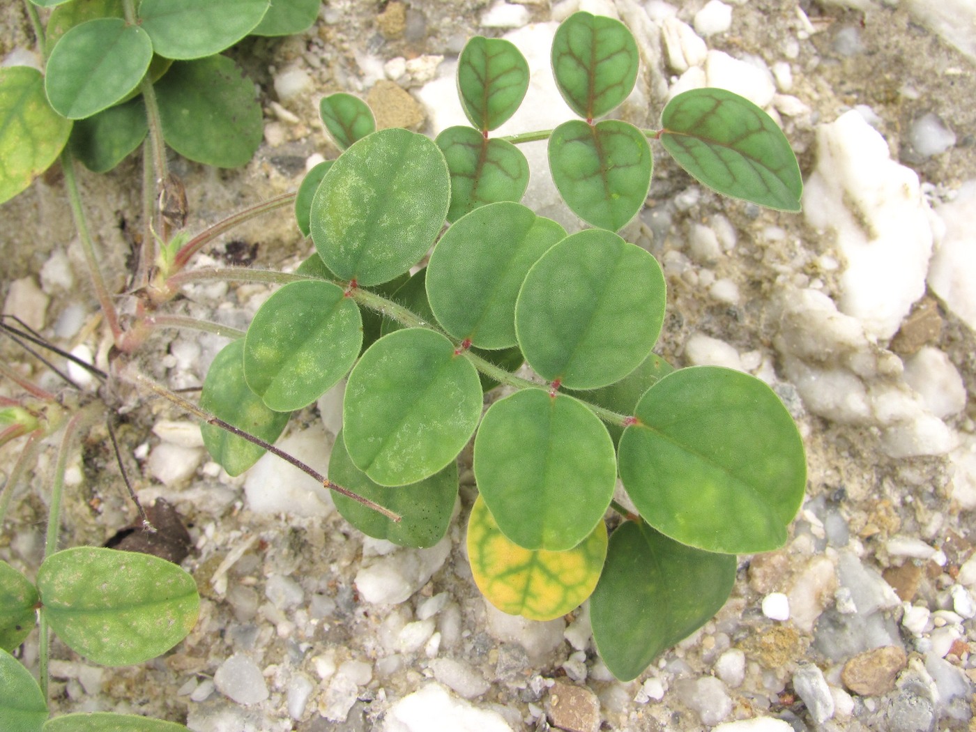 Image of Onobrychis vassilczenkoi specimen.