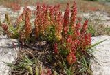 Rumex bucephalophorus. Плодоносящие растения. Греция, Эгейское море, север о-ва Парос, национальный парк Св. Яниса Детис Колимбифрес; низина на скалистом берегу моря, обочина туристической тропы. 13.04.2018.