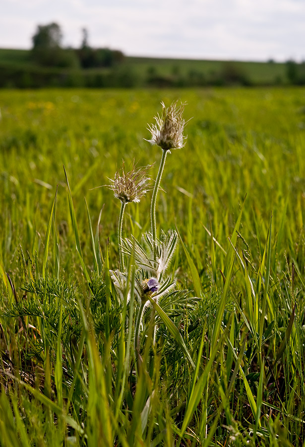 Image of Pulsatilla turczaninovii specimen.