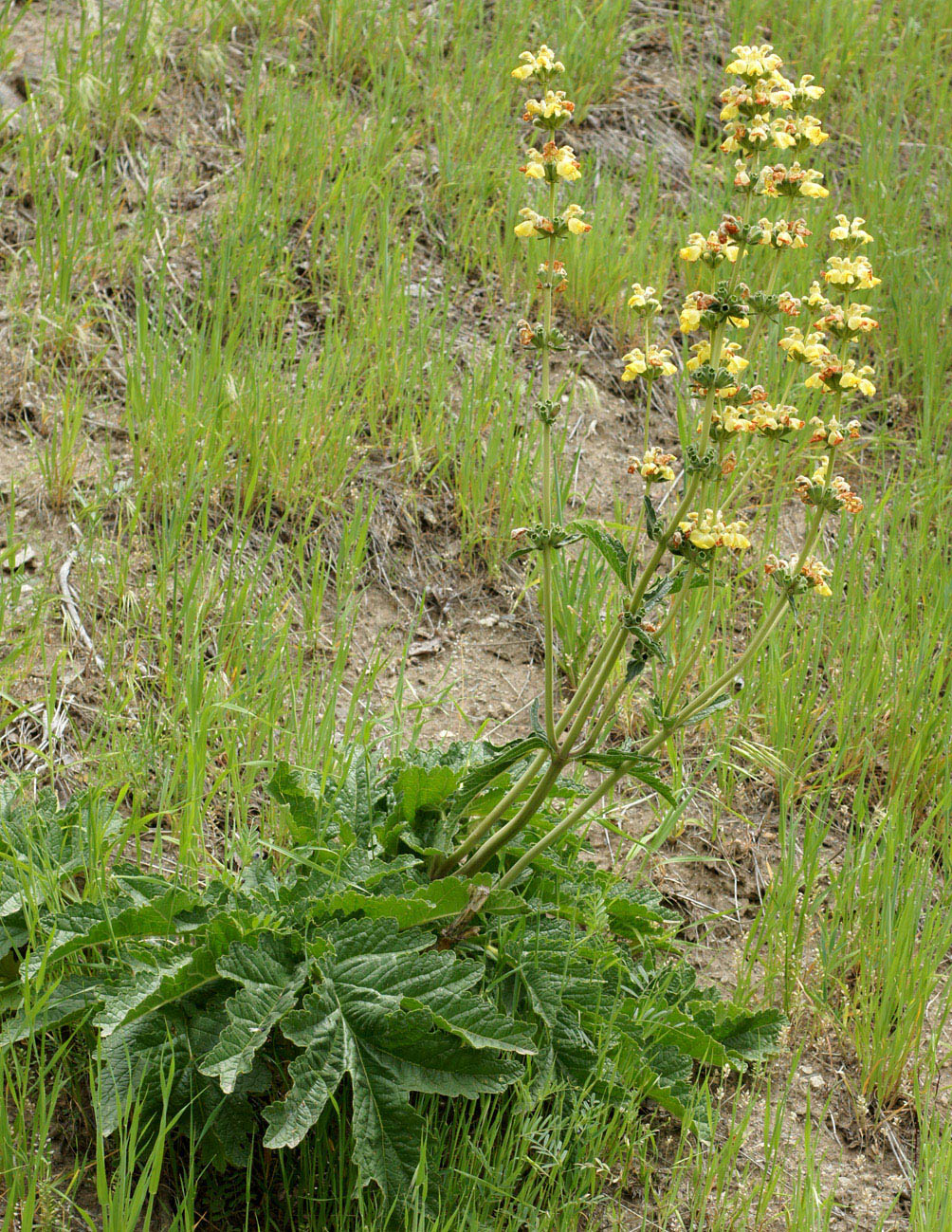 Изображение особи Phlomoides kaufmanniana.