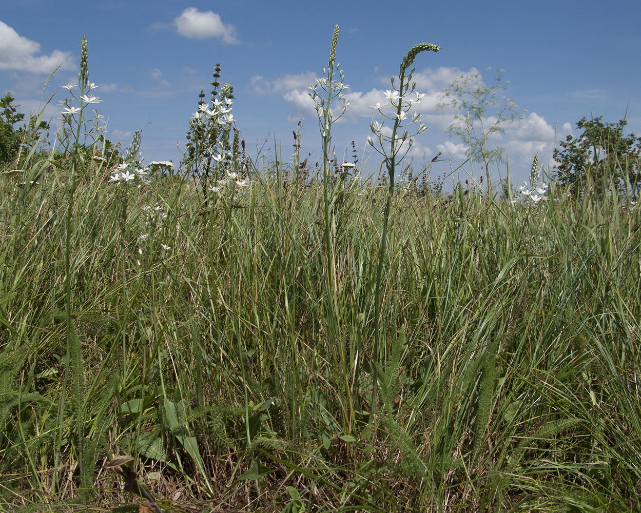 Image of Ornithogalum ponticum specimen.