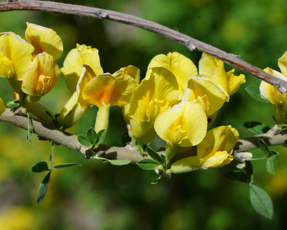 Изображение особи Chamaecytisus ruthenicus.