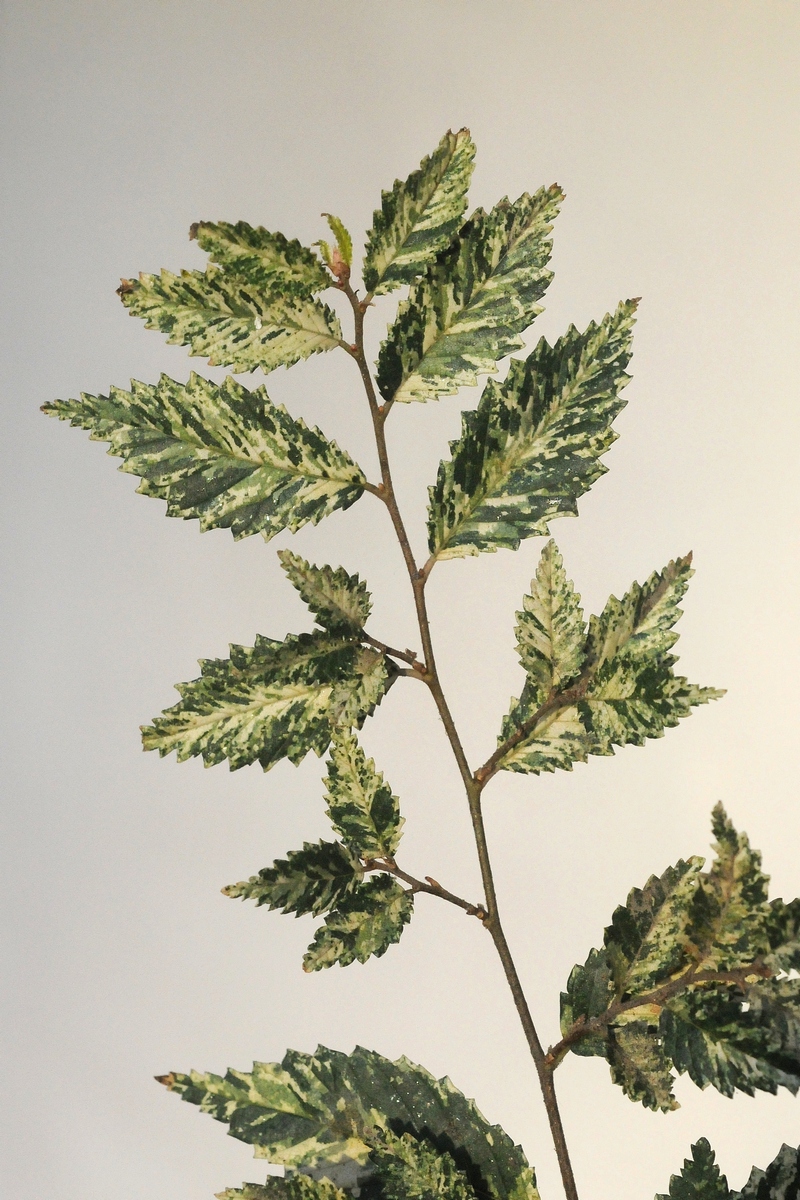 Image of Ulmus pumila specimen.