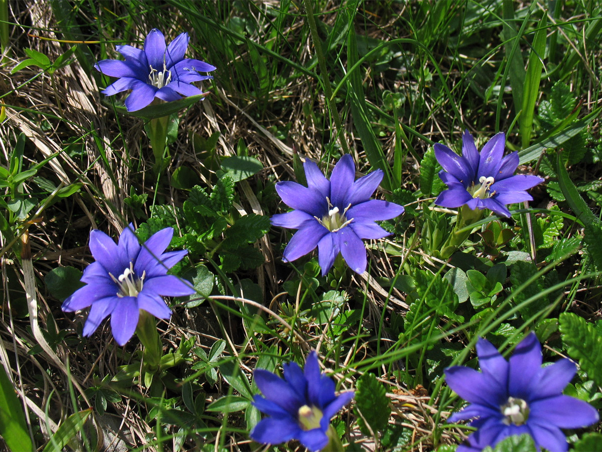 Image of Gentiana laciniata specimen.