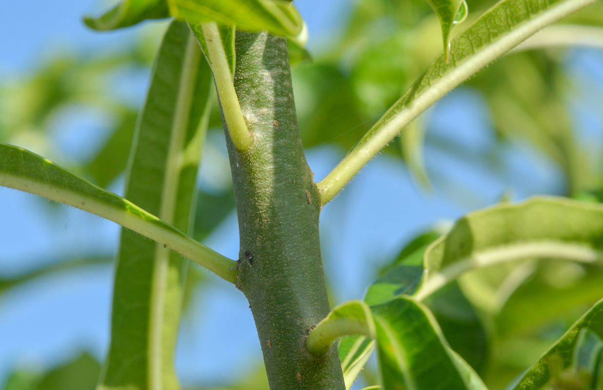 Image of Plumeria pudica specimen.