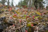 Convallaria majalis. Плодоносящие растения с отмершими листьями на замшелой куче камней. Ленинградская обл., Волосовский р-н, верхнее течение р. Оредеж, зарастающий деревьями суходольный луг. 12.10.2018.