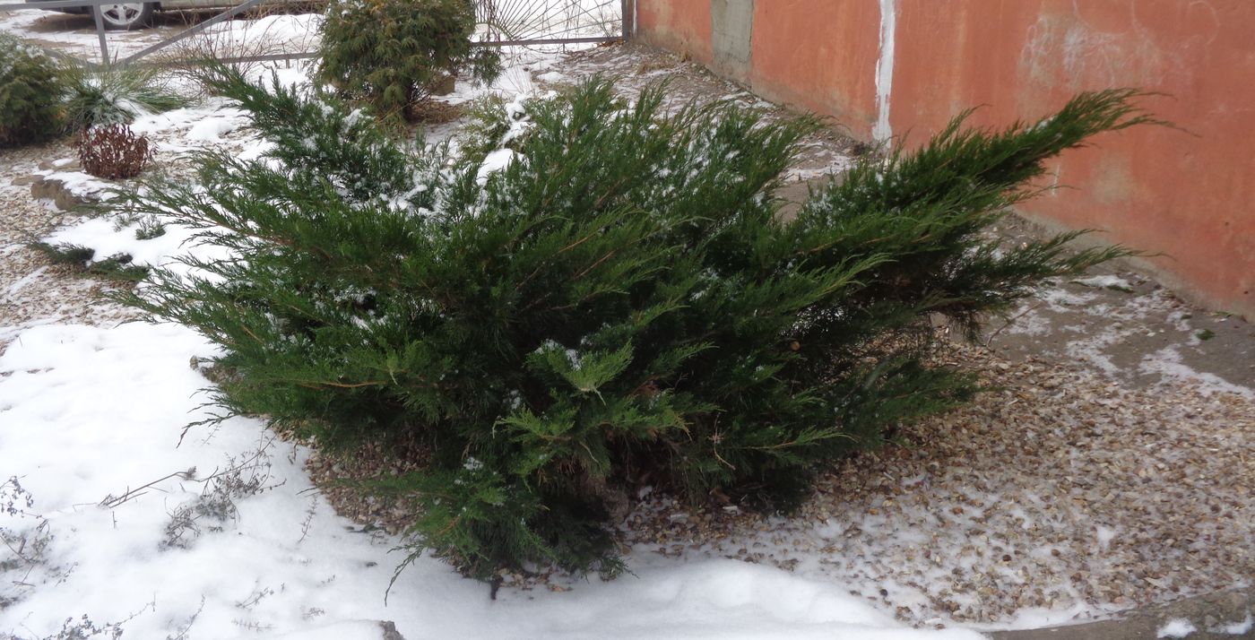 Изображение особи род Juniperus.