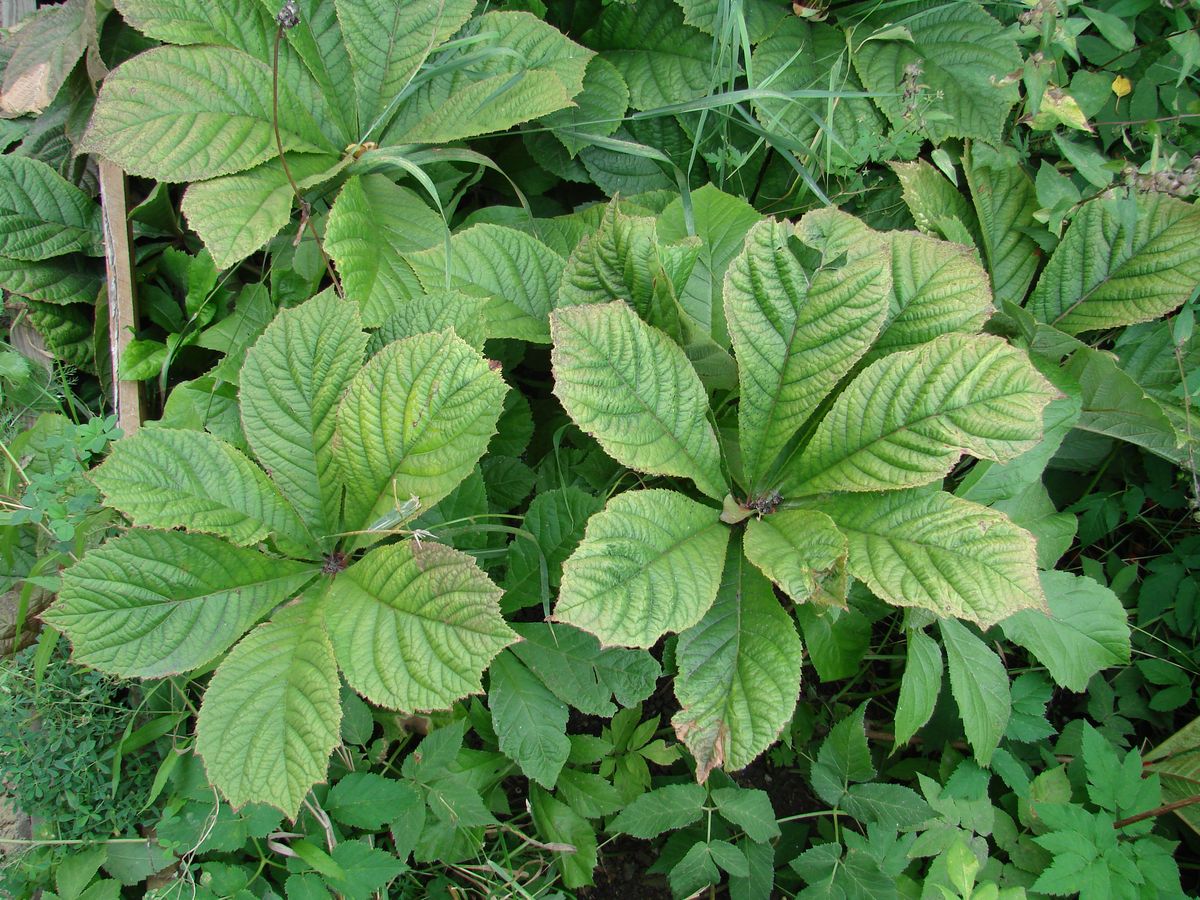 Image of Rodgersia aesculifolia specimen.