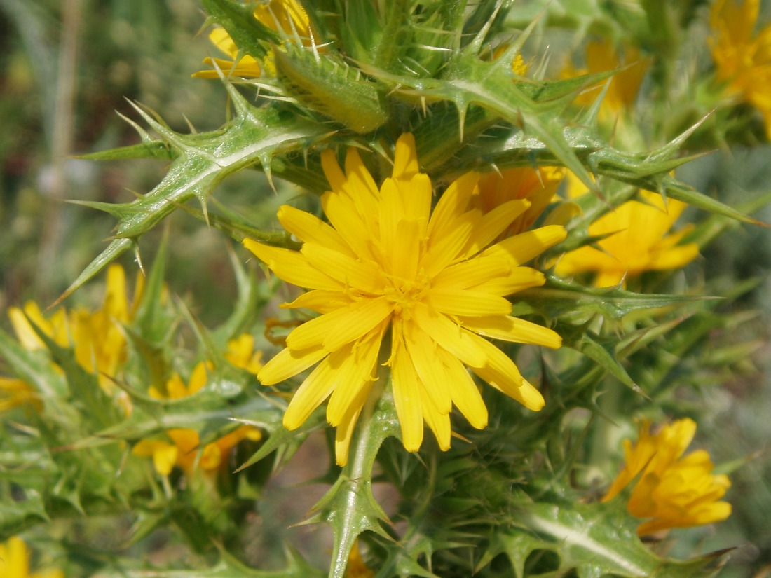 Image of Scolymus hispanicus specimen.