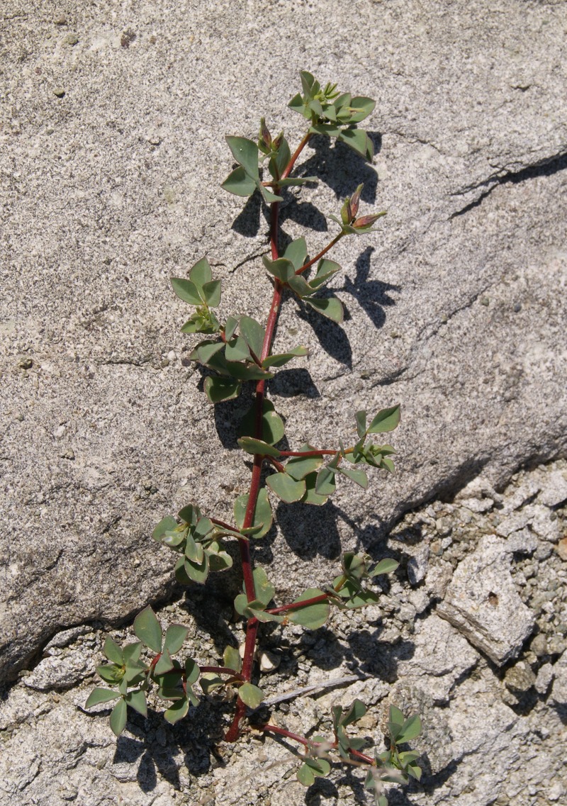 Image of Lotus gebelia specimen.