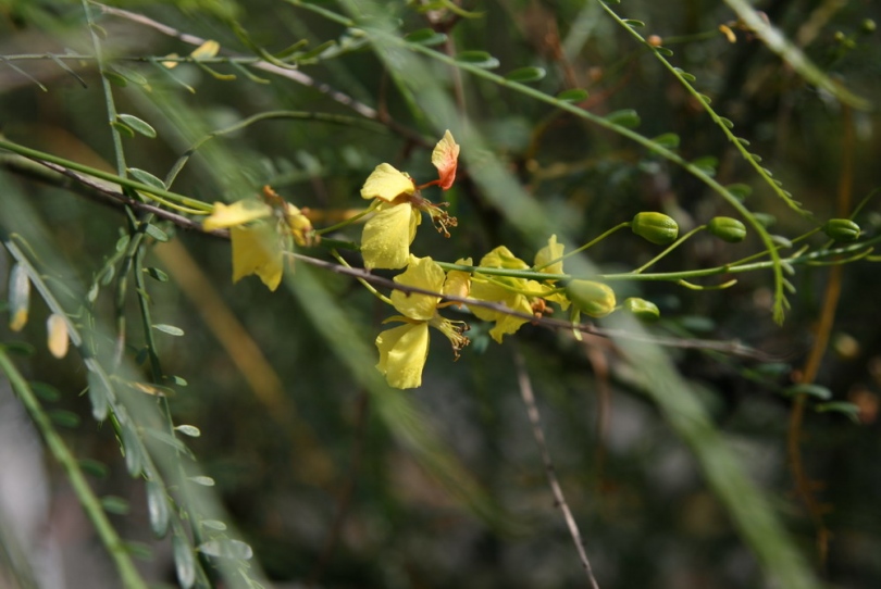 Изображение особи Parkinsonia aculeata.