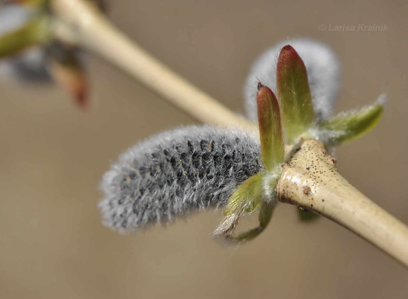 Изображение особи Salix integra.