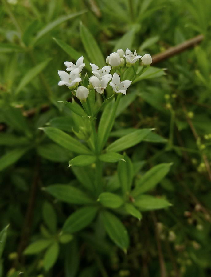 Image of Galium rivale specimen.