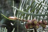 Abies concolor. Верхушка ветви с микростробилами. Беларусь, г. Минск, парк Грековой, декоративное озеленение. 23.05.2020.