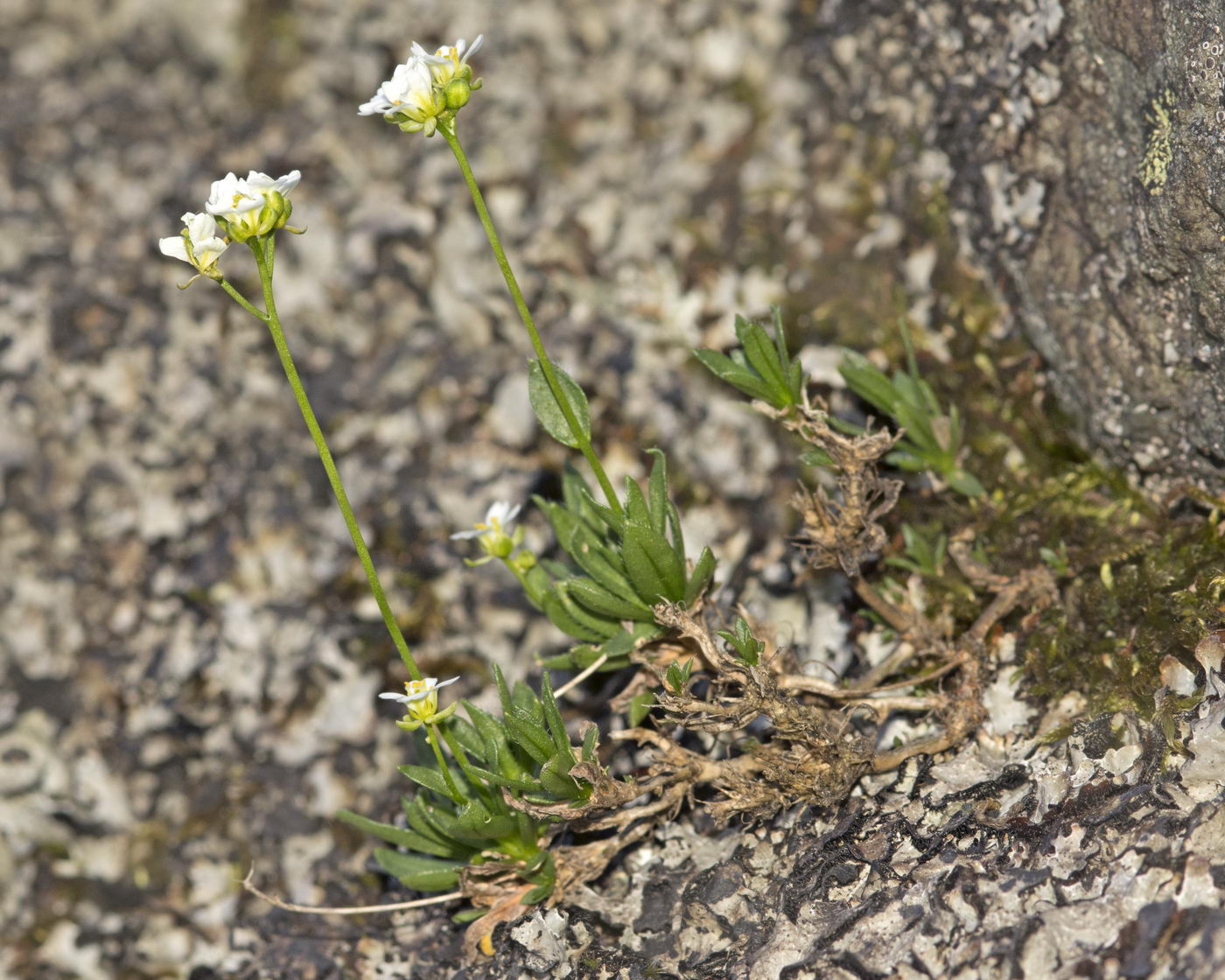 Image of Draba lactea specimen.