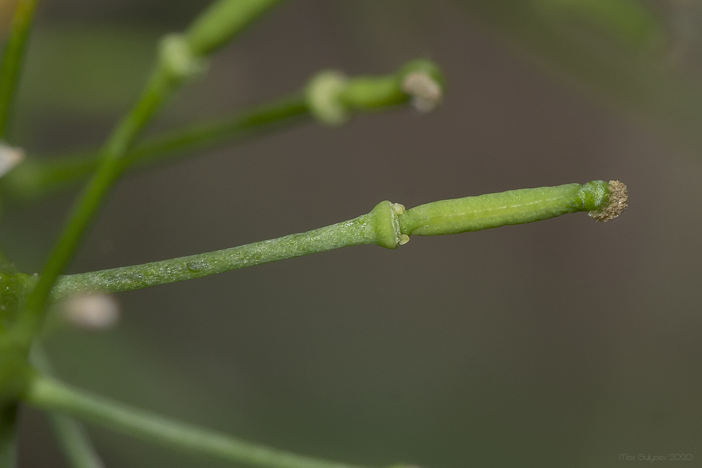 Image of Rorippa sylvestris specimen.