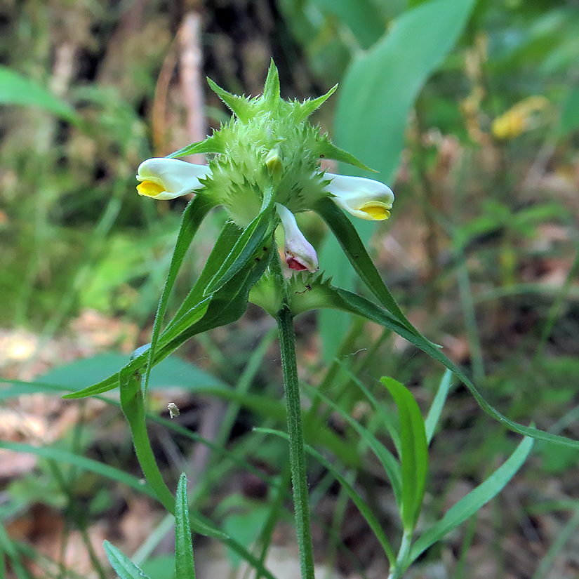 Image of Melampyrum cristatum specimen.