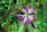 Dianthus sajanensis