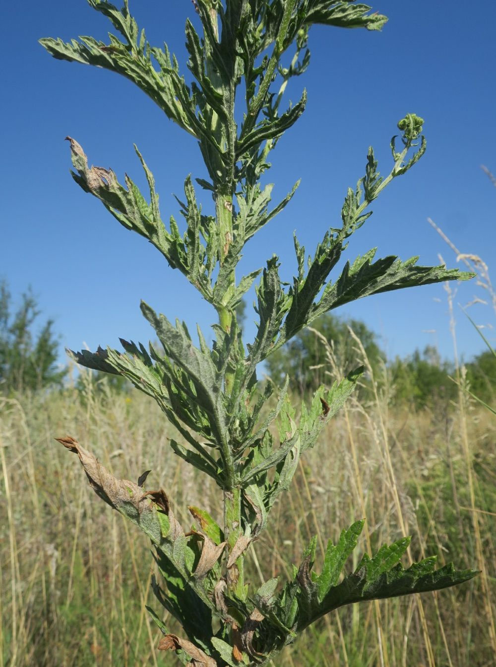 Image of Senecio grandidentatus specimen.