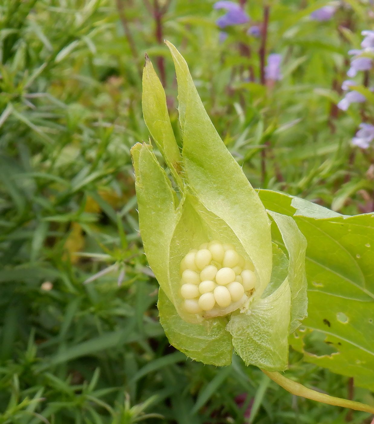 Image of Malope trifida specimen.