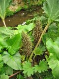 Gunnera tinctoria