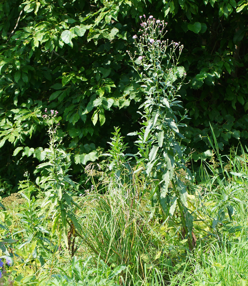 Изображение особи Cirsium setosum.