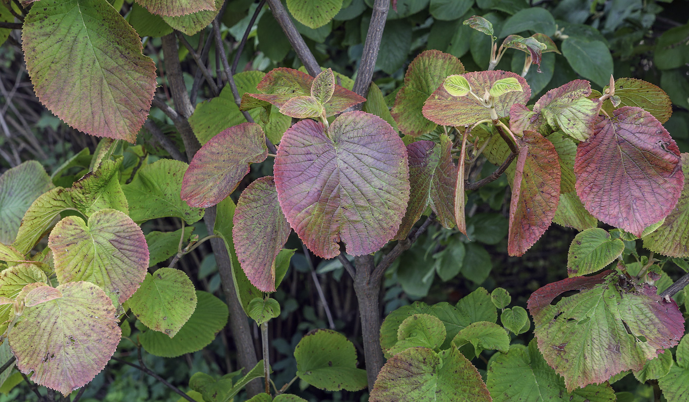 Изображение особи Viburnum furcatum.