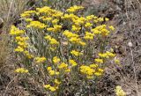 Helichrysum arenarium